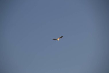 Kara kafalı martı uçuyor