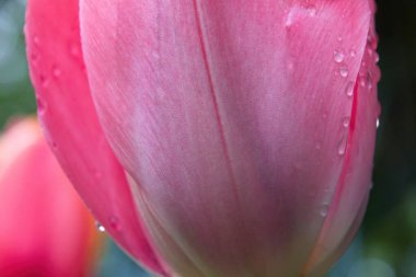 Su damlalı pembe lale