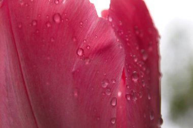 Su damlalı pembe lale