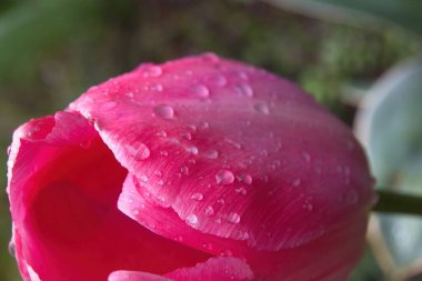 Su damlalı pembe lale