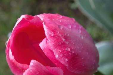 Su damlalı pembe lale