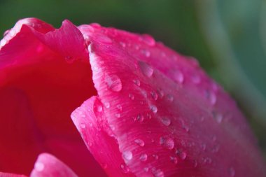 Su damlalı pembe lale