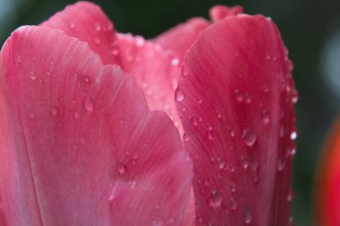 Su damlalı pembe lale