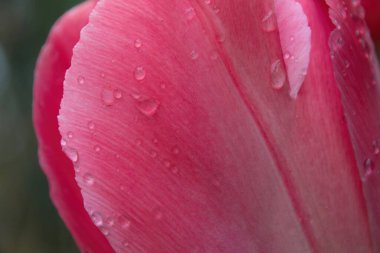 Su damlalı pembe lale