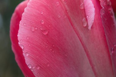 Su damlalı pembe lale