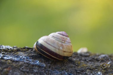 Ağaçtaki salyangoz