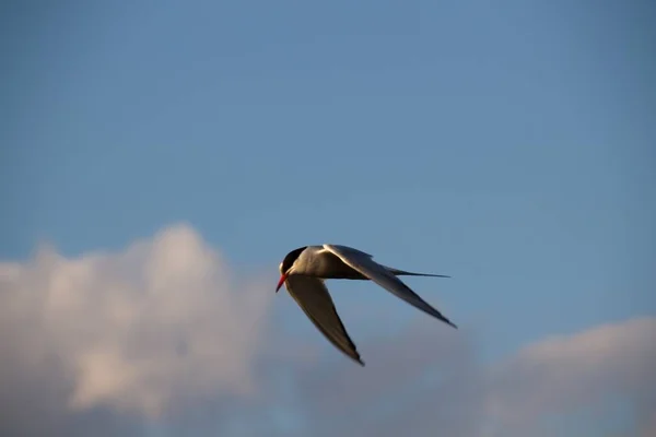 Schwarzkopfmöwe Flug — Stockfoto