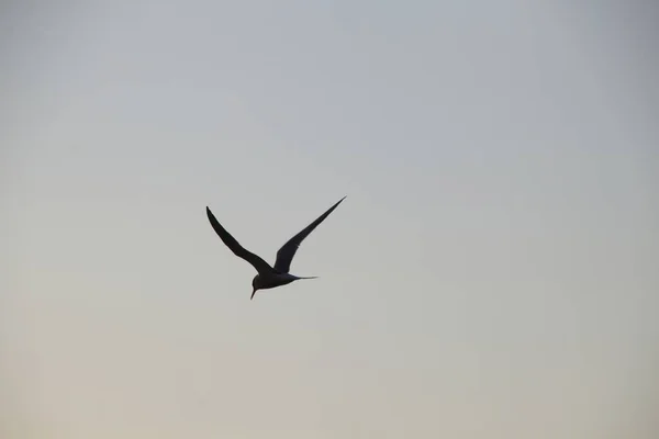 Mouette Tête Noire Vol — Photo