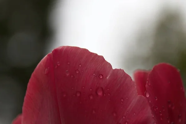 Rosa Tulpe Mit Wassertropfen — Stockfoto