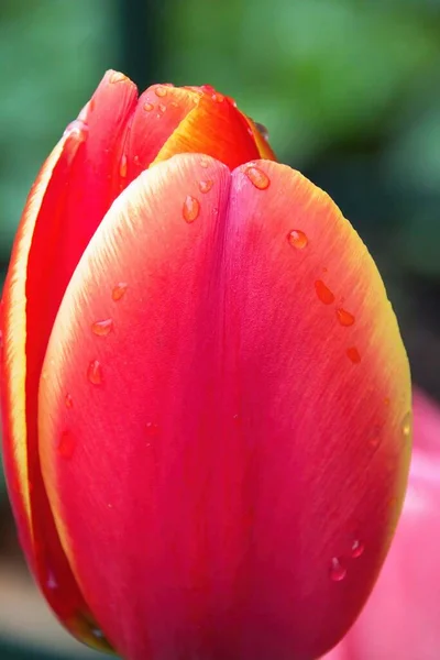 Tulipe Rose Avec Gouttes Eau — Photo