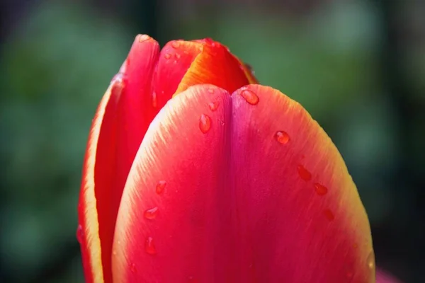 Tulipe Rose Avec Gouttes Eau — Photo