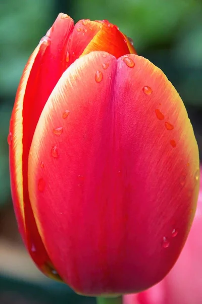Tulipán Rosa Con Gotas Agua — Foto de Stock