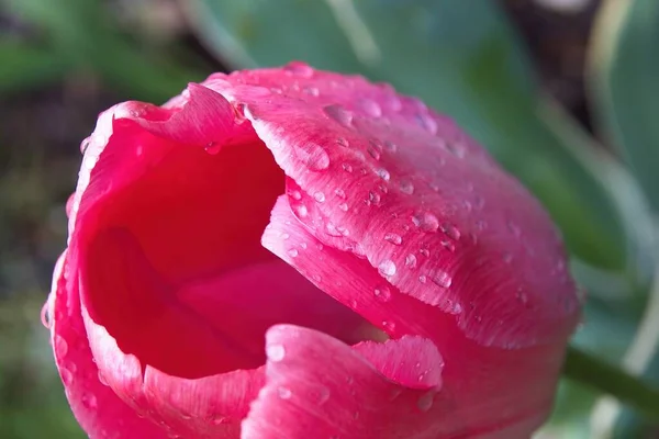 Розовый Тюльпан Каплями Воды — стоковое фото