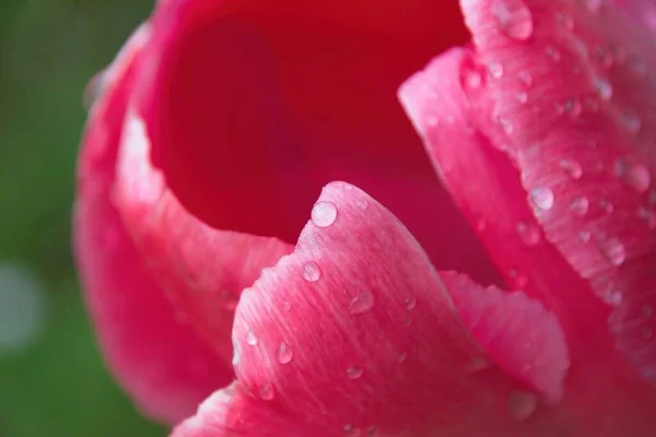 Tulipán Rosa Con Gotas Agua — Foto de Stock