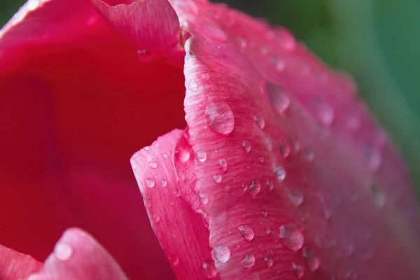 Rosa Tulpe Mit Wassertropfen — Stockfoto