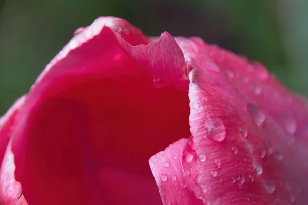 Rosa Tulpe Mit Wassertropfen — Stockfoto