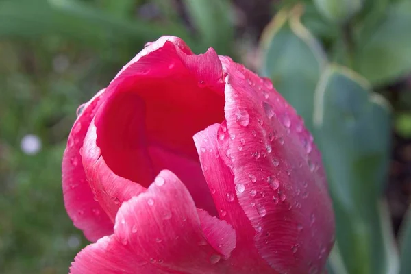 Tulipa Rosa Com Gotas Água — Fotografia de Stock