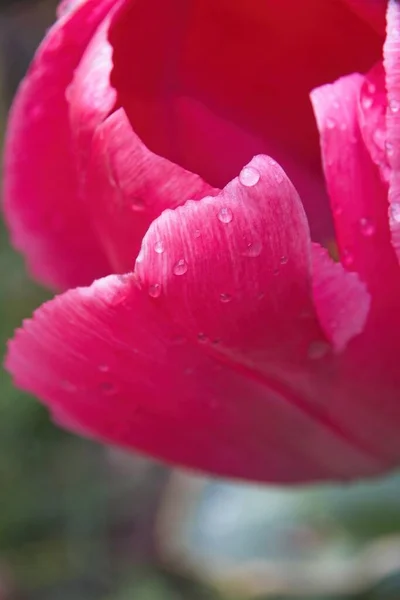 Розовый Тюльпан Каплями Воды — стоковое фото