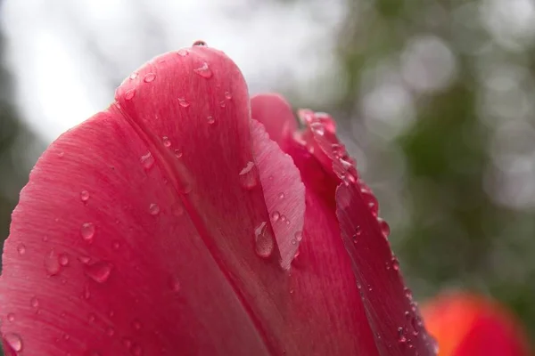 Rosa Tulpe Mit Wassertropfen — Stockfoto