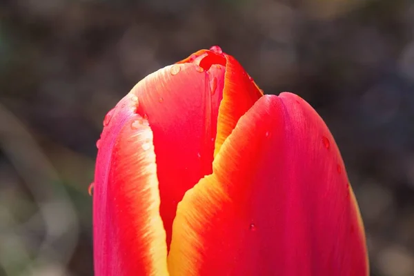 Tulipe Rose Avec Gouttes Eau — Photo