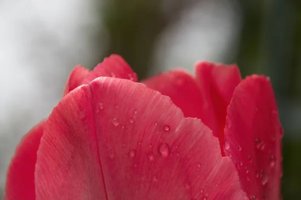 Rosa Tulpe Mit Wassertropfen — Stockfoto