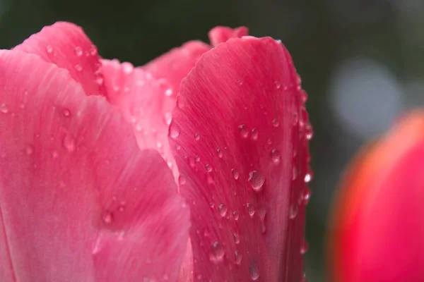 Rosa Tulpe Mit Wassertropfen — Stockfoto