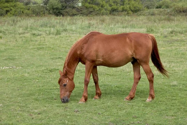 Лошадь Ест Траву Утрам — стоковое фото