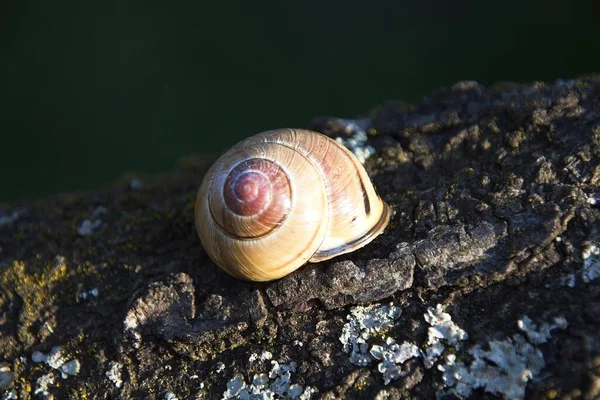 Slak Een Boom — Stockfoto