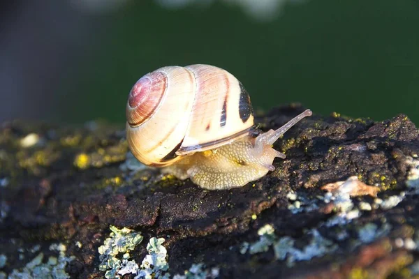 Snail Tree — Stock Photo, Image