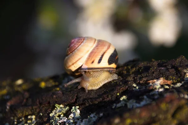 Lumaca Albero — Foto Stock