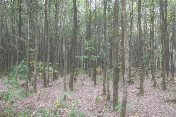 Forêt Matin — Photo
