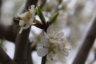 İlkbaharda açan ağaç