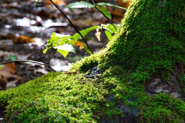 Ağaçta yeşil yosun