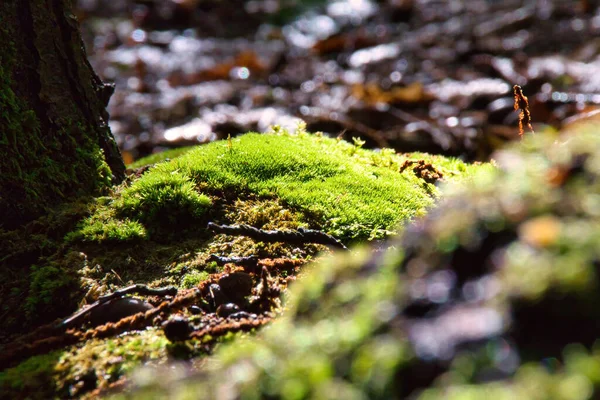 Green Moss Tree — Stock Photo, Image