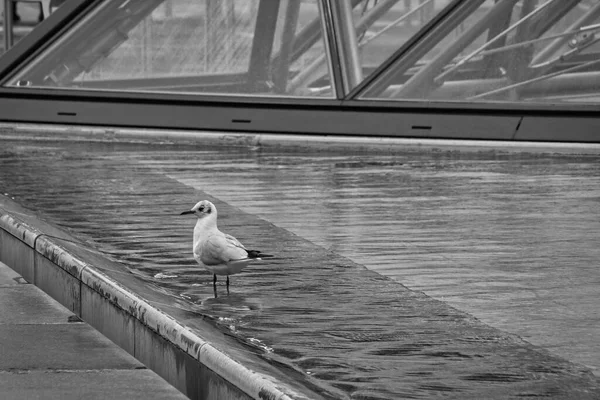 seagull on the pier