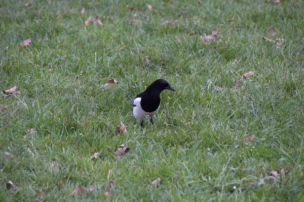 草の中の黒い翼の黒い鳥 — ストック写真