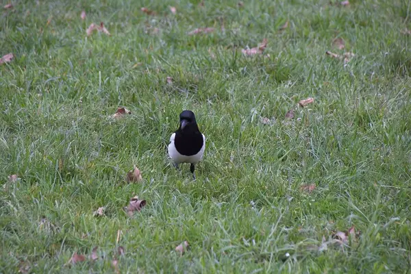 草の中の黒い翼の黒い鳥 — ストック写真