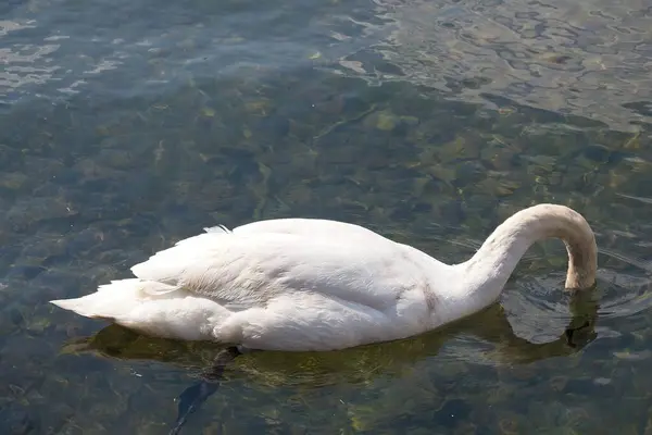 Schwan Auf Dem See — Stockfoto