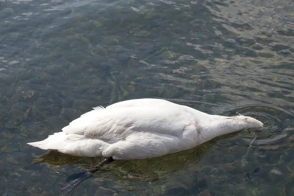 Cygne Sur Lac — Photo