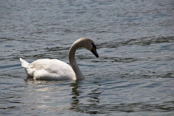 Cisne Lago —  Fotos de Stock