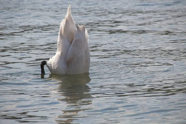 Swan Lake — Stock Photo, Image