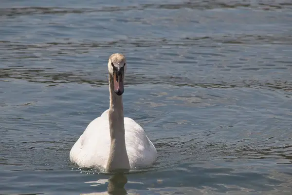 Schwan Auf Dem See — Stockfoto