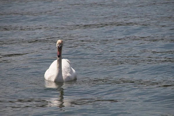 湖の白鳥 — ストック写真