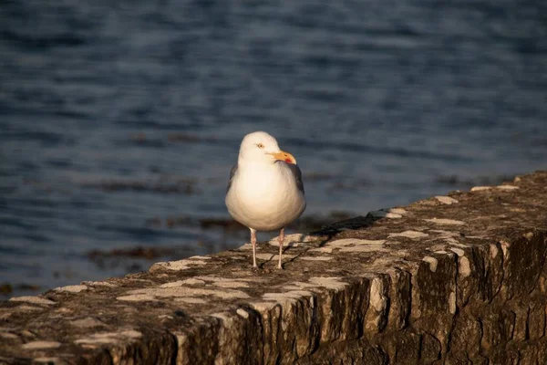 Mewa Plaży — Zdjęcie stockowe