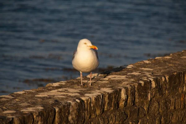 Mewa Plaży — Zdjęcie stockowe