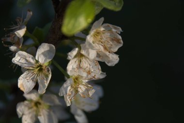 Siyah arkaplanda çiçekler