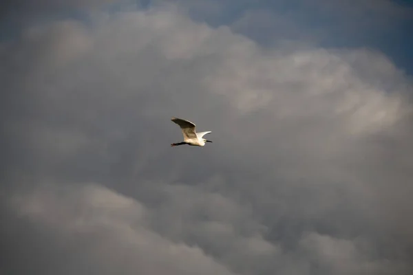 Oiseau Dans Ciel — Photo