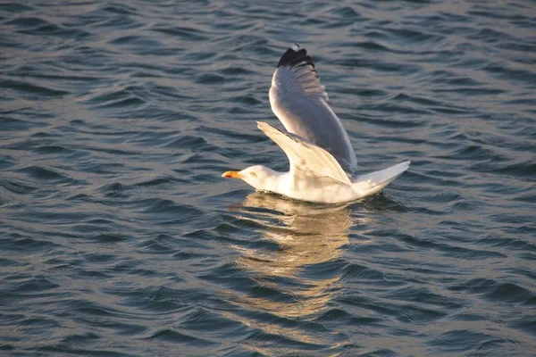 Gaivota Água — Fotografia de Stock