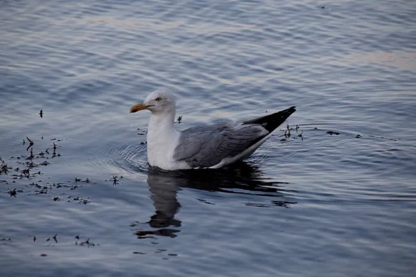 Möwe Auf Dem Wasser — Stockfoto