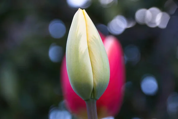 Tulpe Garten — Stockfoto